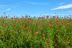 Wheat fields with poppies in early summer