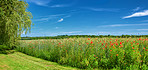 Wheat fields with poppies in early summer