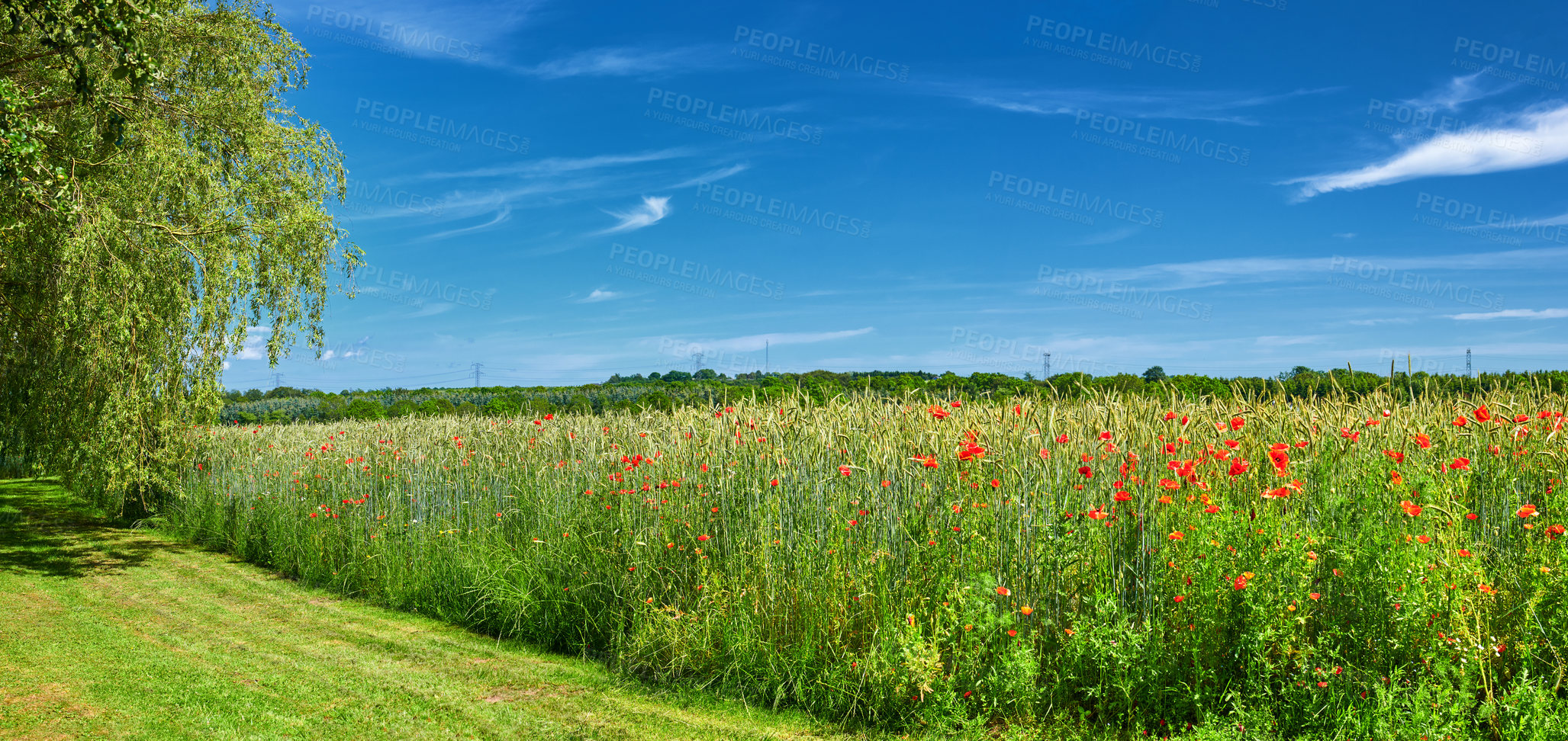 Buy stock photo A  photo of poppies in the countryside in early summer