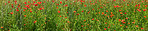 Wheat fields with poppies in early summer