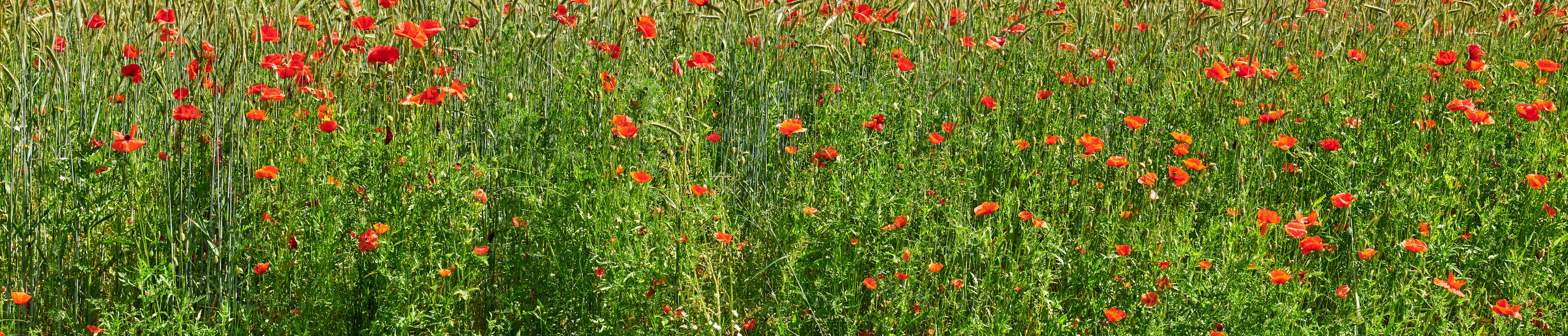 Buy stock photo Spring, nature or flower field in environment for natural beauty, blooming season or biodiversity. Banner, meadow and red poppies in countryside for ecosystem, eco friendly scenery and sustainability