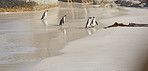 Happy penguin family