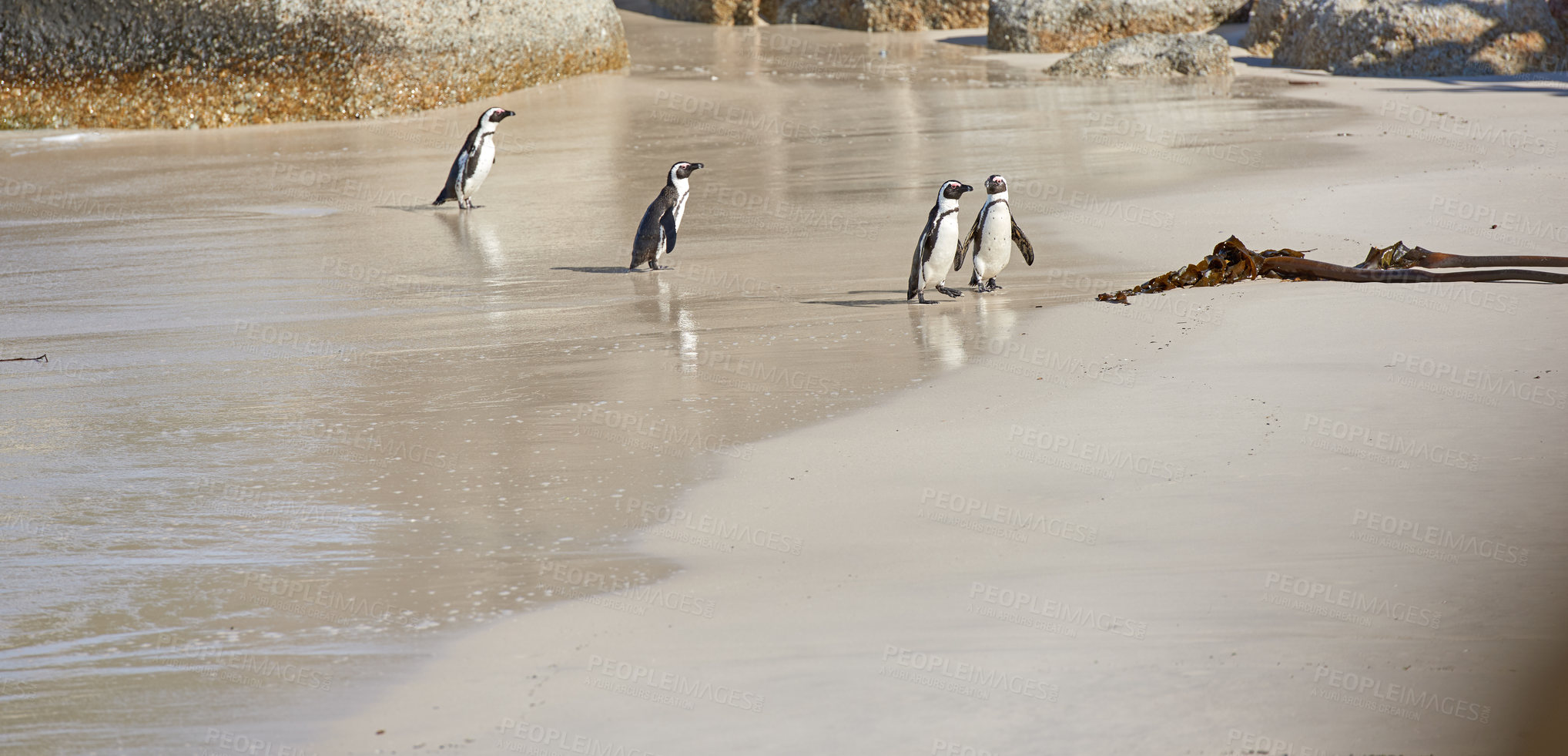 Buy stock photo Full length shot of black-footed penguins at Boulders Beach, South Africa