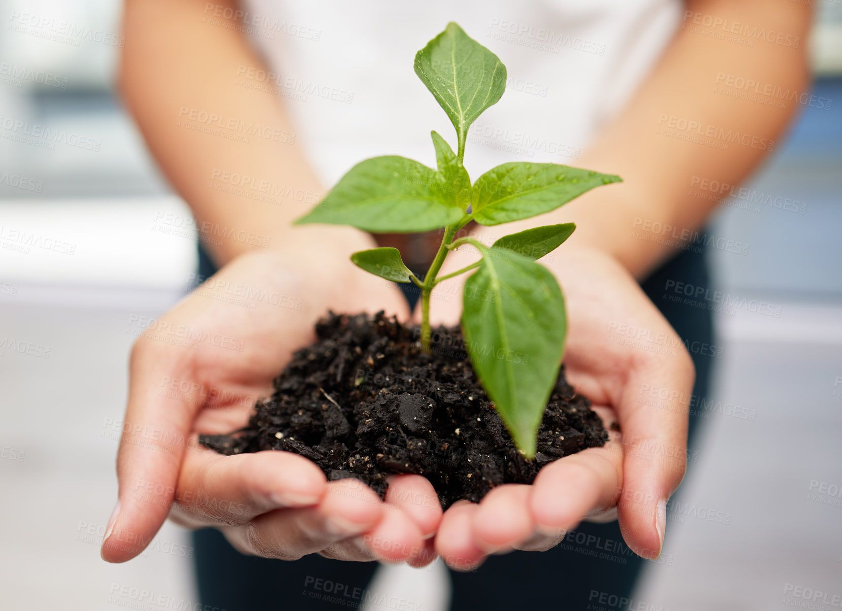 Buy stock photo Shot of an anonymous person holding a plant seedling to be planted