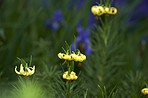 Beautiful flowers in my garden