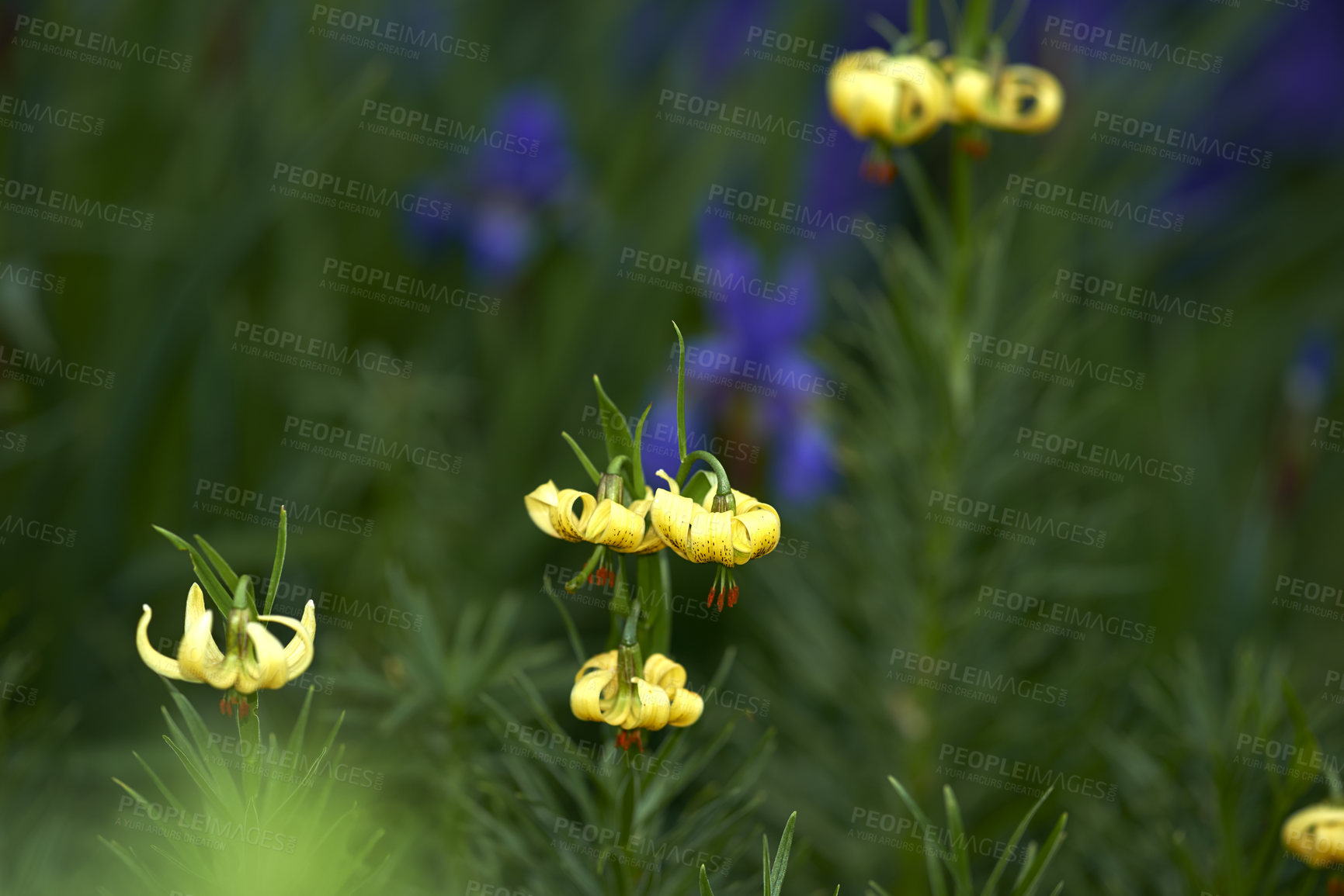 Buy stock photo A series of beautiful garden photos