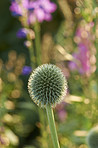Beautiful flowers in my garden