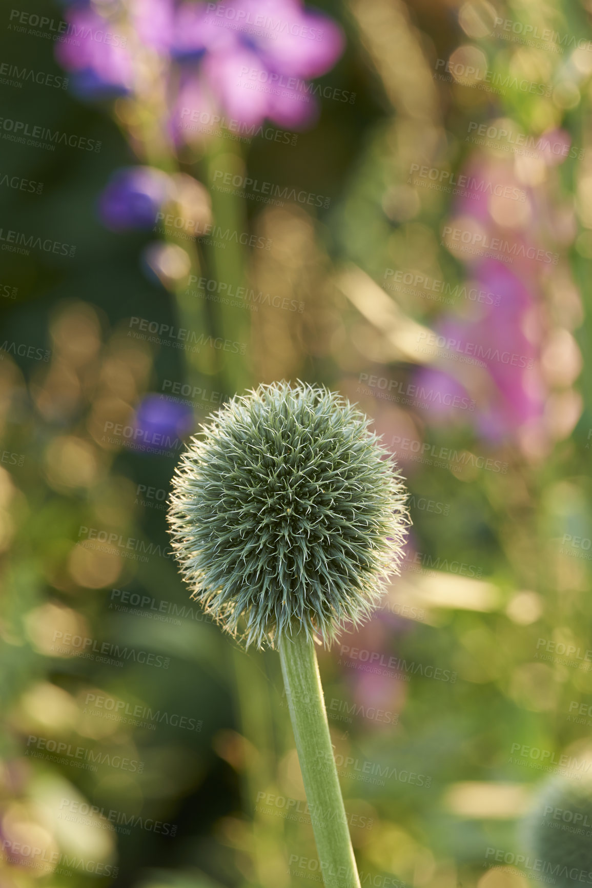 Buy stock photo Flowers, plants and blooming growth outdoor for biodiversity, horticulture and spring season. Bokeh, globe thistle and floral blossom in sustainable environment, green foliage and flowering shrub