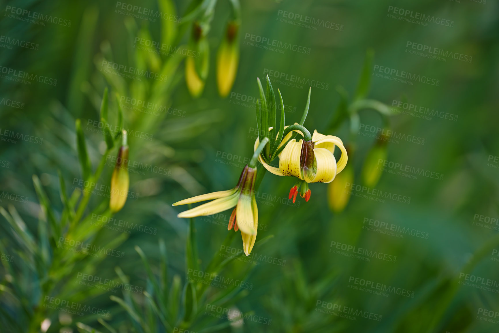 Buy stock photo A series of beautiful garden photos