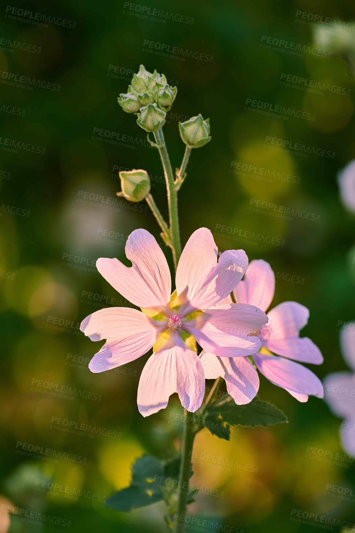 Buy stock photo A series of beautiful garden photos