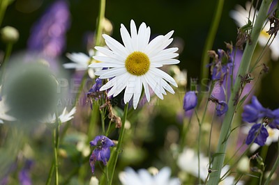 Buy stock photo A series of beautiful garden photos