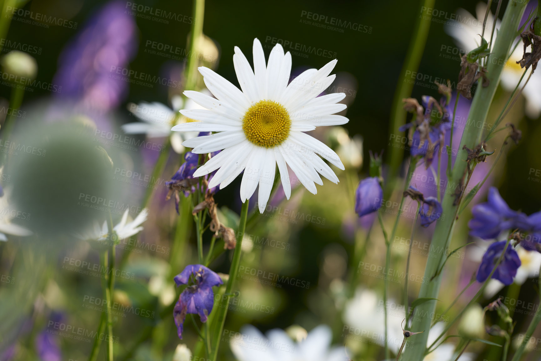 Buy stock photo A series of beautiful garden photos