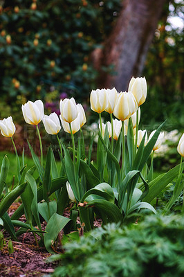 Buy stock photo White tulips in a garden in summer. Landscape of beautiful and flourishing flowering plants opening up and blossoming on a flowerbed on a lawn in spring. Plants and flowers blooming in a backyard