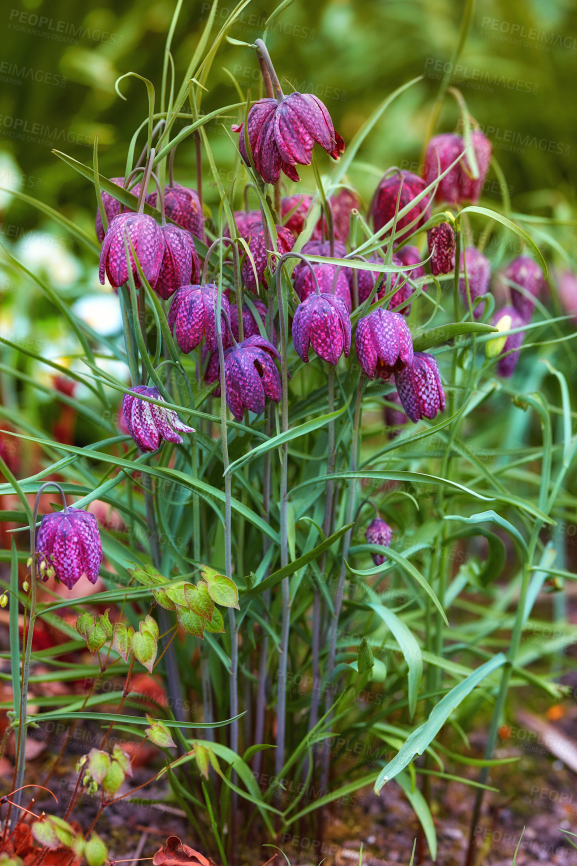 Buy stock photo A series of beautiful garden photos