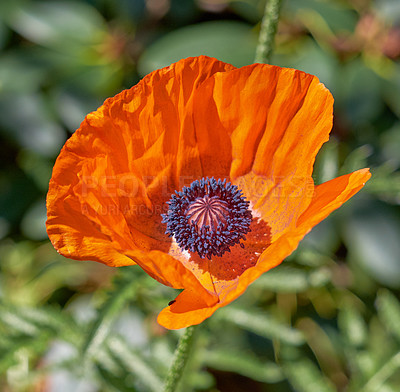 Buy stock photo A series of beautiful garden photos