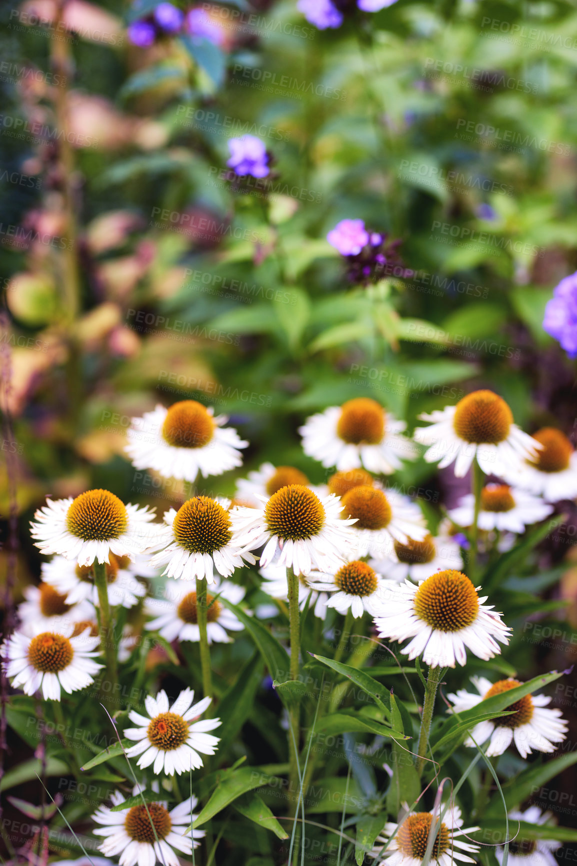 Buy stock photo Garden, growth and white coneflowers in spring, nature or eco friendly environment for botany. Floral bloom, plants and flowers with sustainability, leaves or blossom with natural beauty outdoor