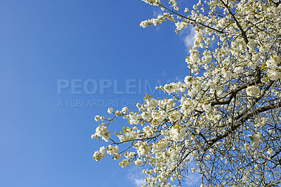 Buy stock photo Closeup of Sweet Cherry blossoms on a branch against a blue sky background on a sunny day. Zoom in of small white wild flowers growing in a peaceful forest. Macro detail of flora in a backyard