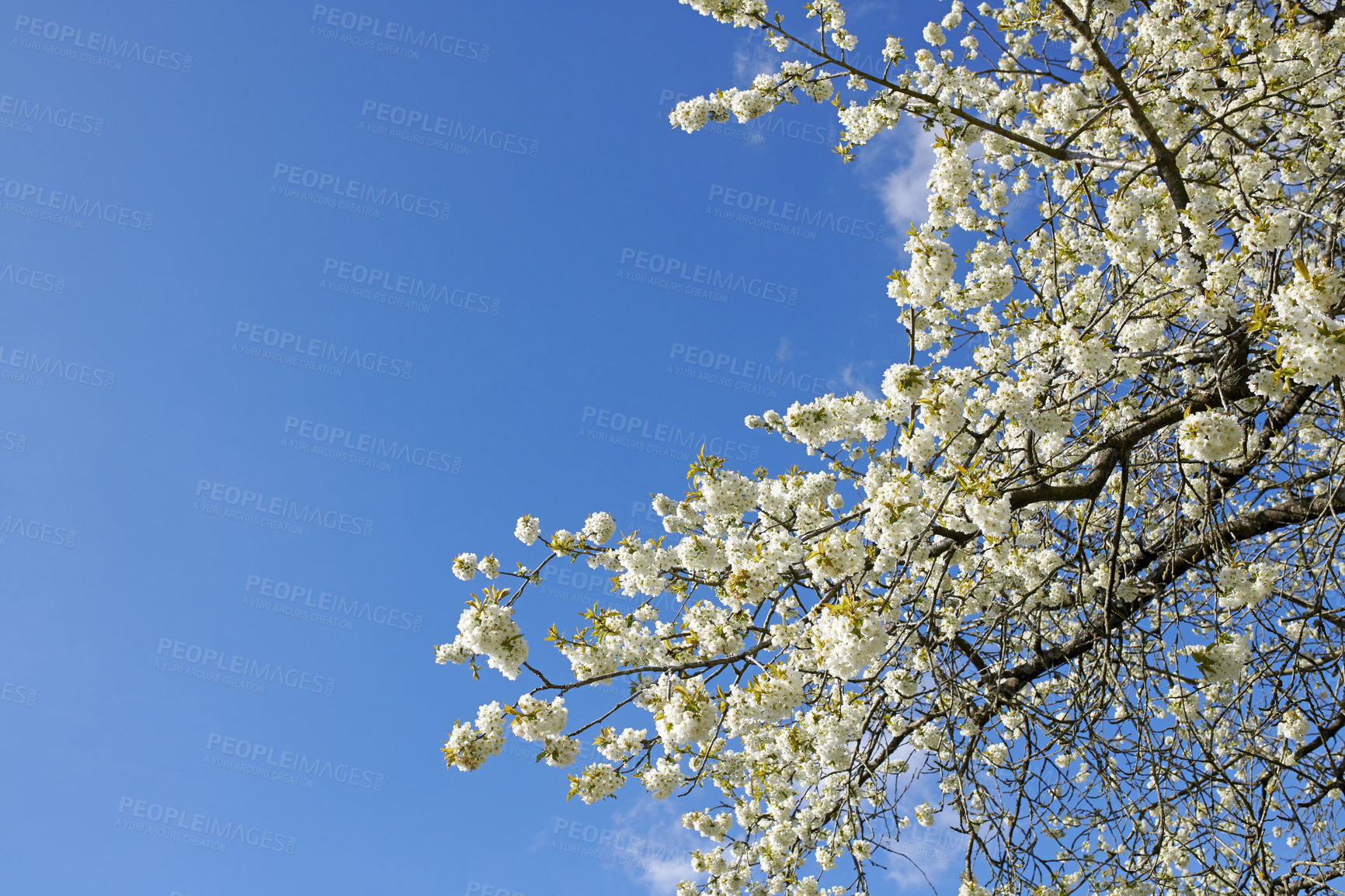 Buy stock photo Closeup of Sweet Cherry blossoms on a branch against a blue sky background on a sunny day. Zoom in of small white wild flowers growing in a peaceful forest. Macro detail of flora in a backyard