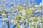 Cherry flowers