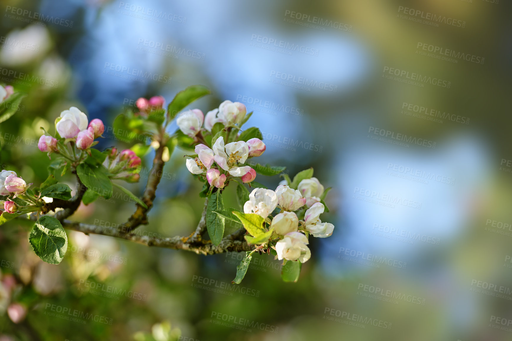 Buy stock photo Closeup of a crabapple flowers on a branch in a spring garden. Pretty pink and white flowering plants growing in a backyard or park on a summer day. Beautiful soft petals on a tree with bokeh