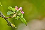 Apple trees flowers