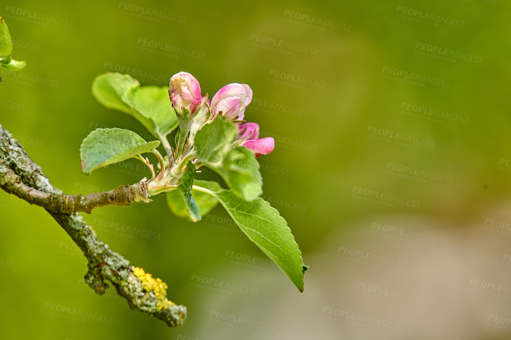 Buy stock photo Malus pumila flower in a garden in summer. Beautiful and flourishing flowering plants open up and blossom on a flowerbed on a lawn in spring. Plants and flowers blooming in a botanical backyard