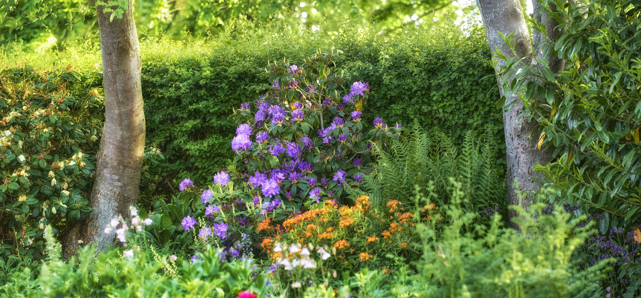 Buy stock photo Rhododendron is a genus of 1,024 species of woody plants in the heath family, either evergreen or deciduous, and found mainly in Asia, although it is also widespread throughout the Southern Highlands of the Appalachian Mountains of North America.