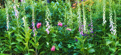 Buy stock photo Pink, white and purple common foxgloves growing and flowering in a lush green garden at home. Bunch of digitalis purpurea bushes blooming in landscaped and horticulture backyard as decorative plants