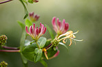 Beautiful flowers in my garden