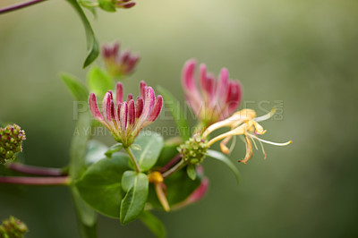 Buy stock photo A series of beautiful garden photos