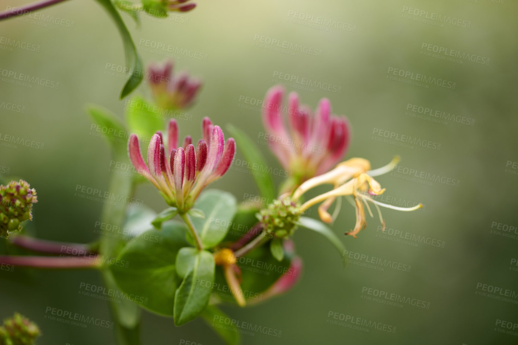 Buy stock photo A series of beautiful garden photos