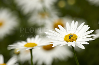 Buy stock photo Common green bottle fly pollinating a white daisy flower. Closeup of one blowfly feeding off nectar from a yellow pistil center on a plant. Macro of a lucilia sericata insect and bug in an ecosystem