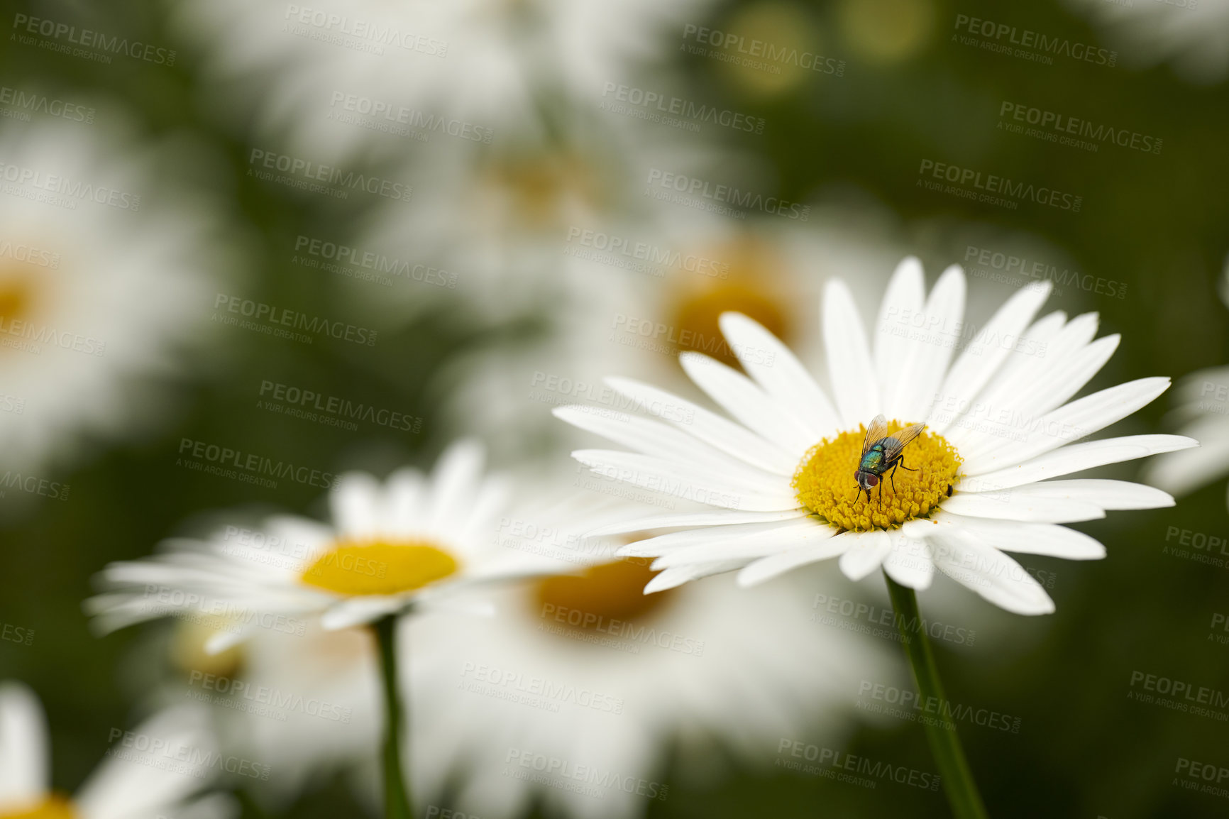Buy stock photo Common green bottle fly pollinating a white daisy flower. Closeup of one blowfly feeding off nectar from a yellow pistil center on a plant. Macro of a lucilia sericata insect and bug in an ecosystem