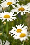 A close-up photo of Marguerite - daisies