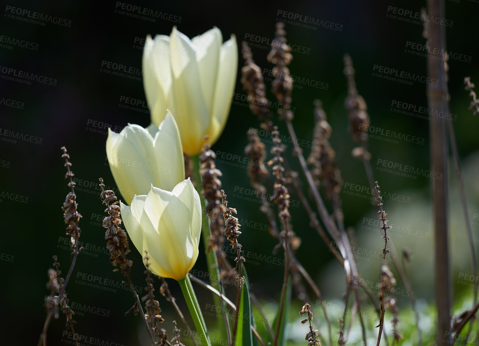 Buy stock photo Beautiful white tulips in my garden in early springtime