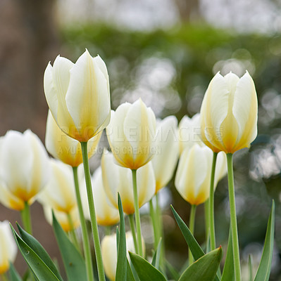 Buy stock photo Beautiful white tulips in my garden in early springtime