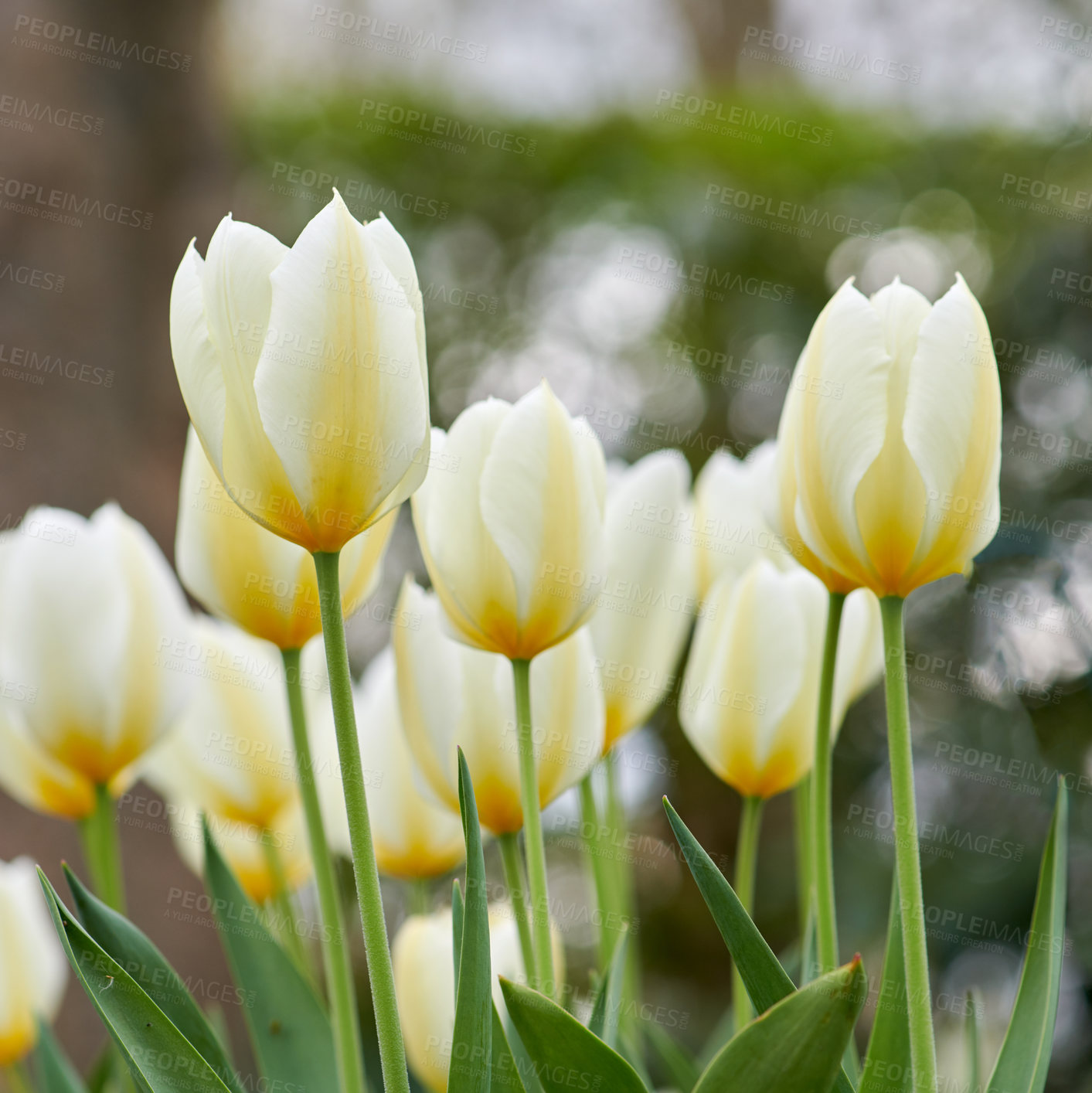 Buy stock photo Beautiful white tulips in my garden in early springtime