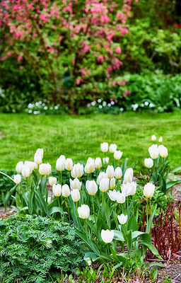 Buy stock photo Beautiful white tulips in my garden in early springtime