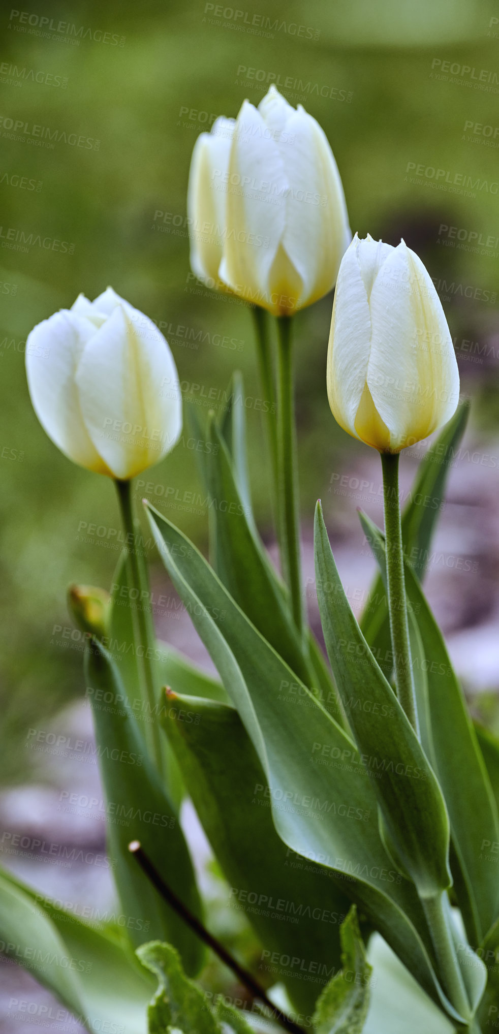 Buy stock photo Beautiful white tulips in my garden in early springtime