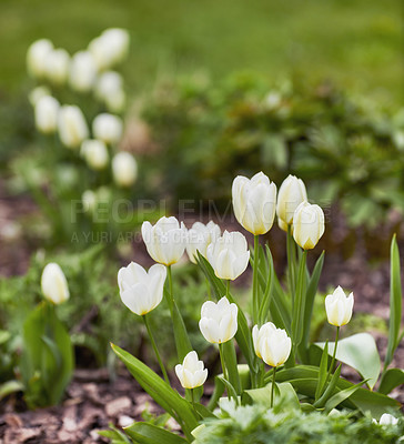 Buy stock photo Beautiful white tulips in my garden in early springtime