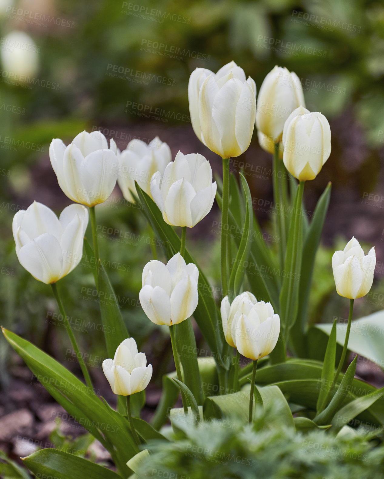 Buy stock photo Beautiful white tulips in my garden in early springtime