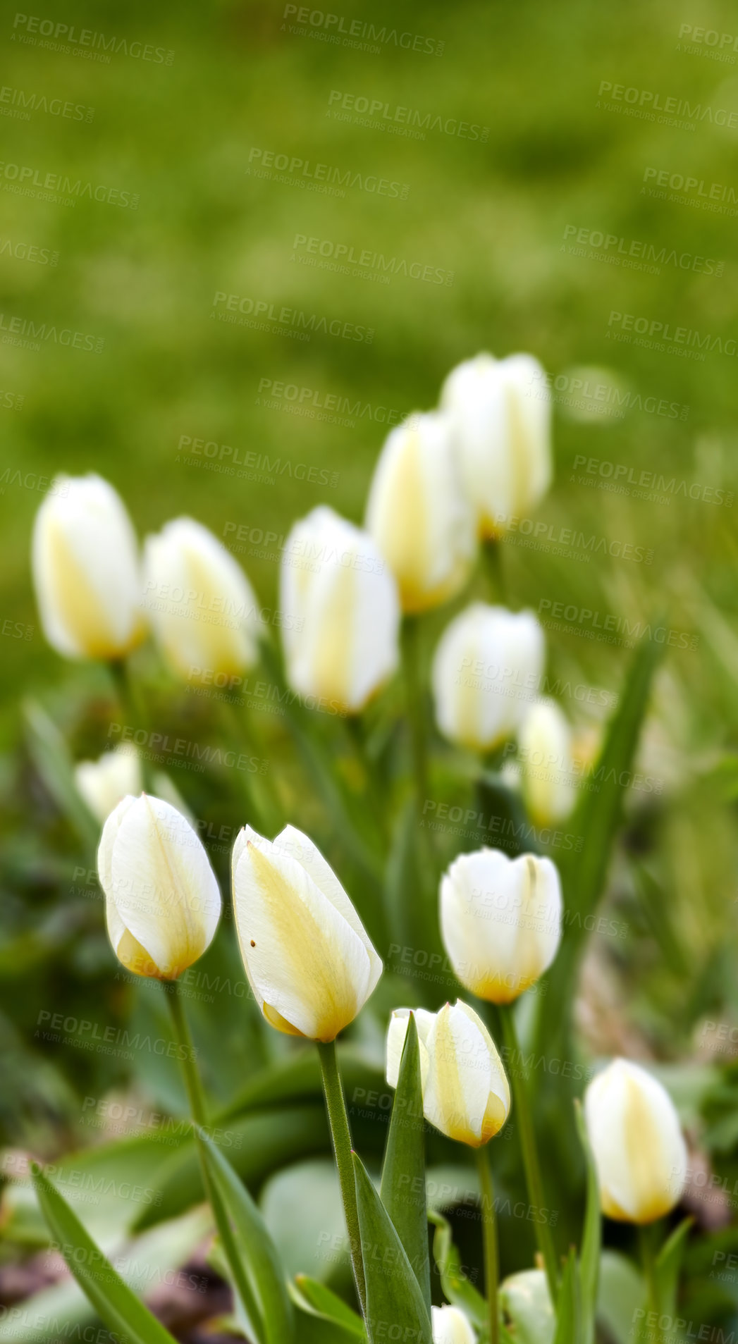 Buy stock photo Beautiful white tulips in my garden in early springtime