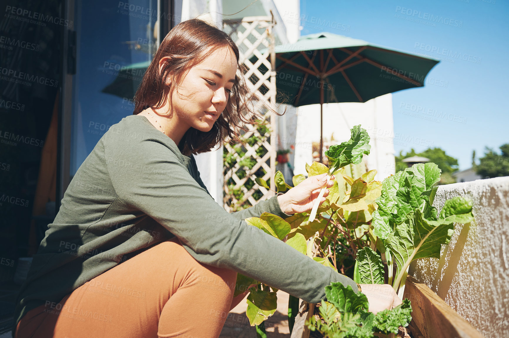 Buy stock photo Shot of a young woman harvesting food from her garden