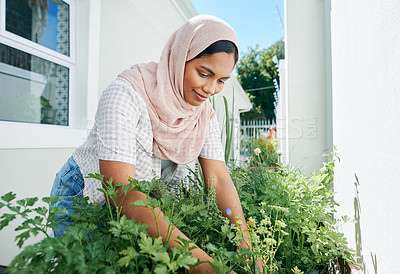 Buy stock photo Woman, gardening and herbs in backyard for organic nature or fresh basil, rosemary or parsley. Female person, hijab and planter or vegetable growth for relaxing hobby at home, sustainability or prune
