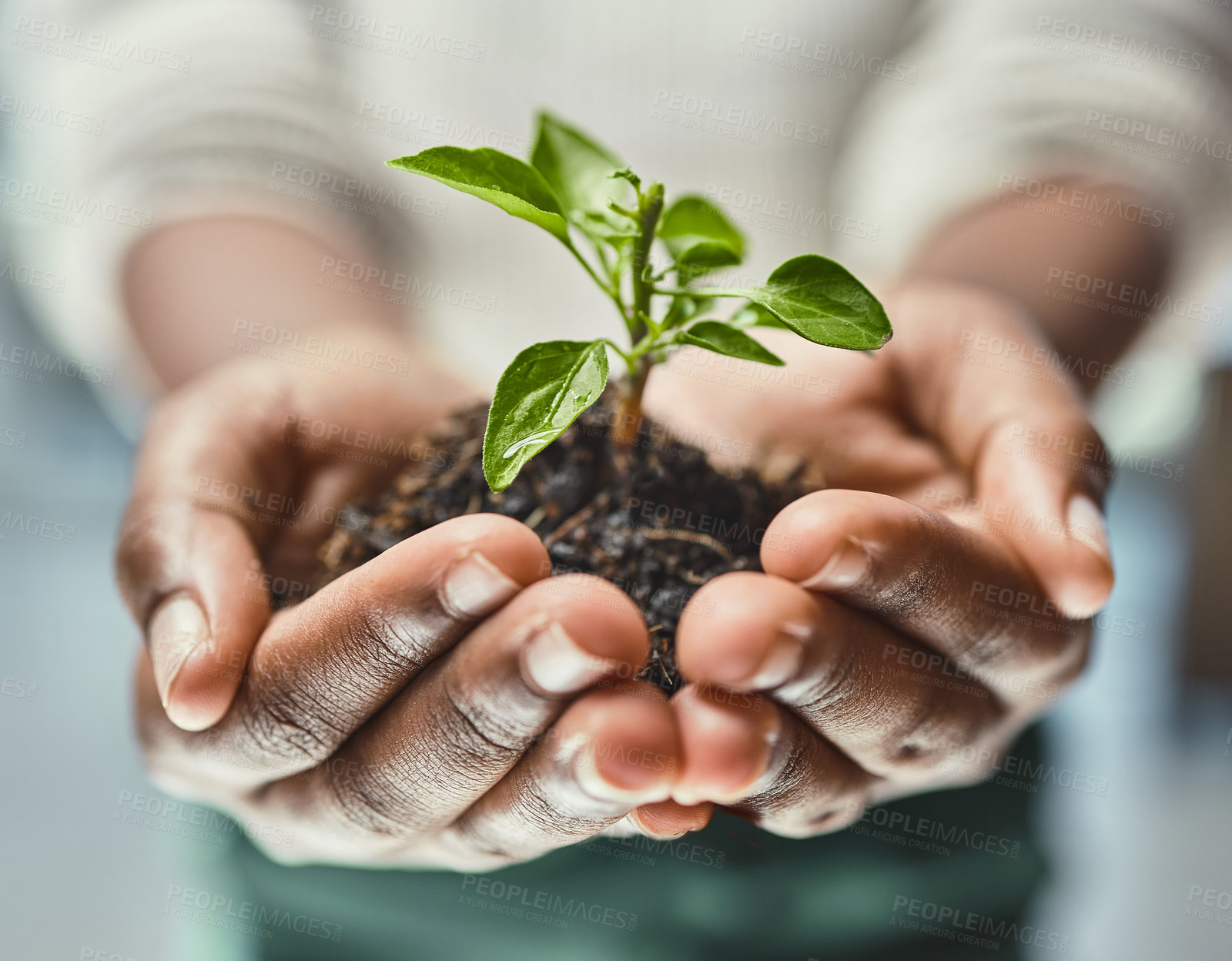 Buy stock photo Cropped shot of an unrecognizable woman holding a plant growing out of soil