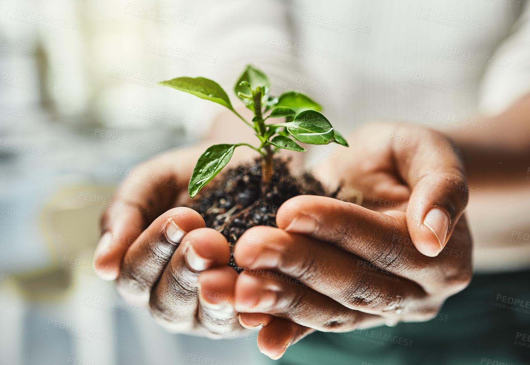 Buy stock photo Person hands, soil and leaves with ecology and growth, eco friendly business with sustainability, nature and development. Closeup of plant growing, environment with new agro investment and hope