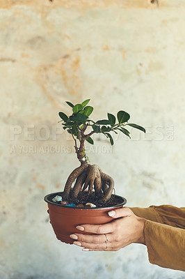 Buy stock photo Closeup shot of an unrecognisable woman holding a plant against a wall