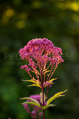 Buy stock photo A series of beautiful garden photos