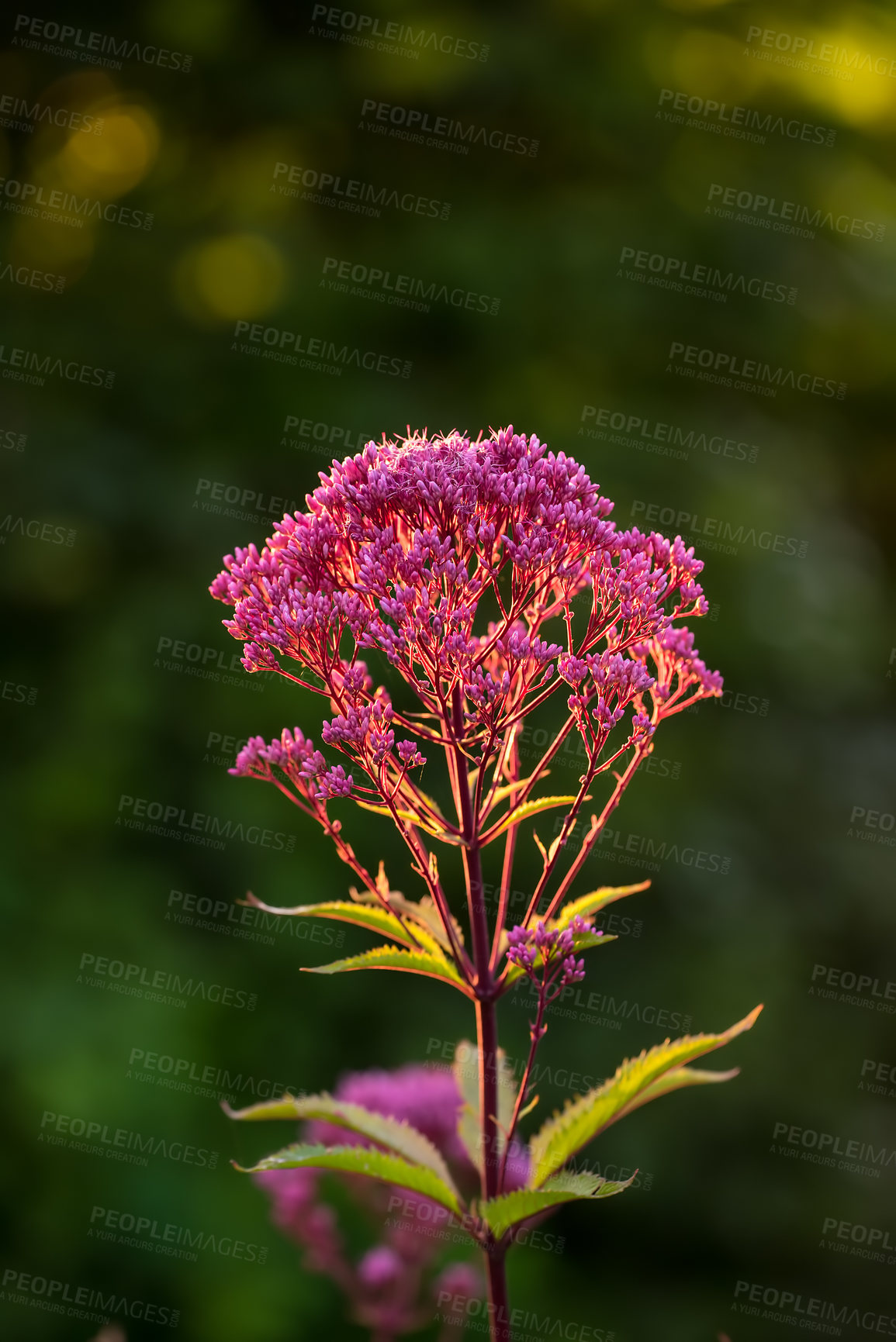 Buy stock photo A series of beautiful garden photos