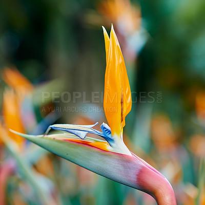 Buy stock photo A series of beautiful garden photos